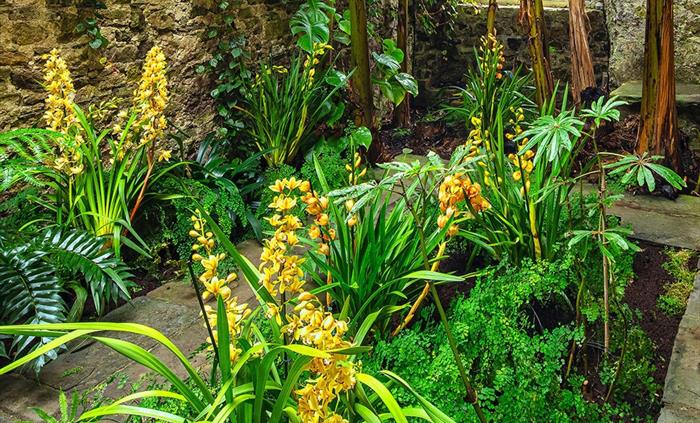 Ninfarium orchid display
